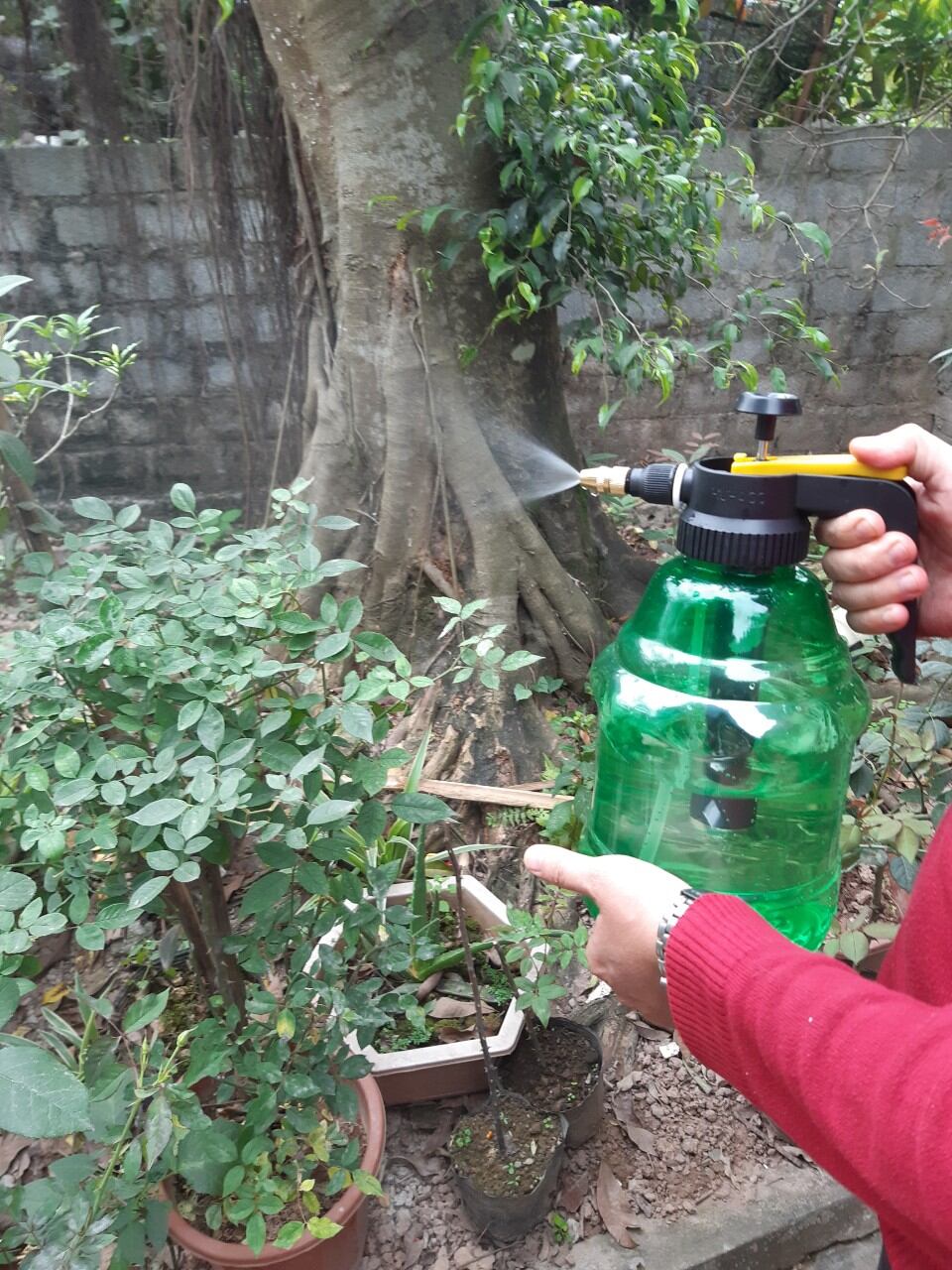 BÌNH xịt tưới cây phun sương 3 lít