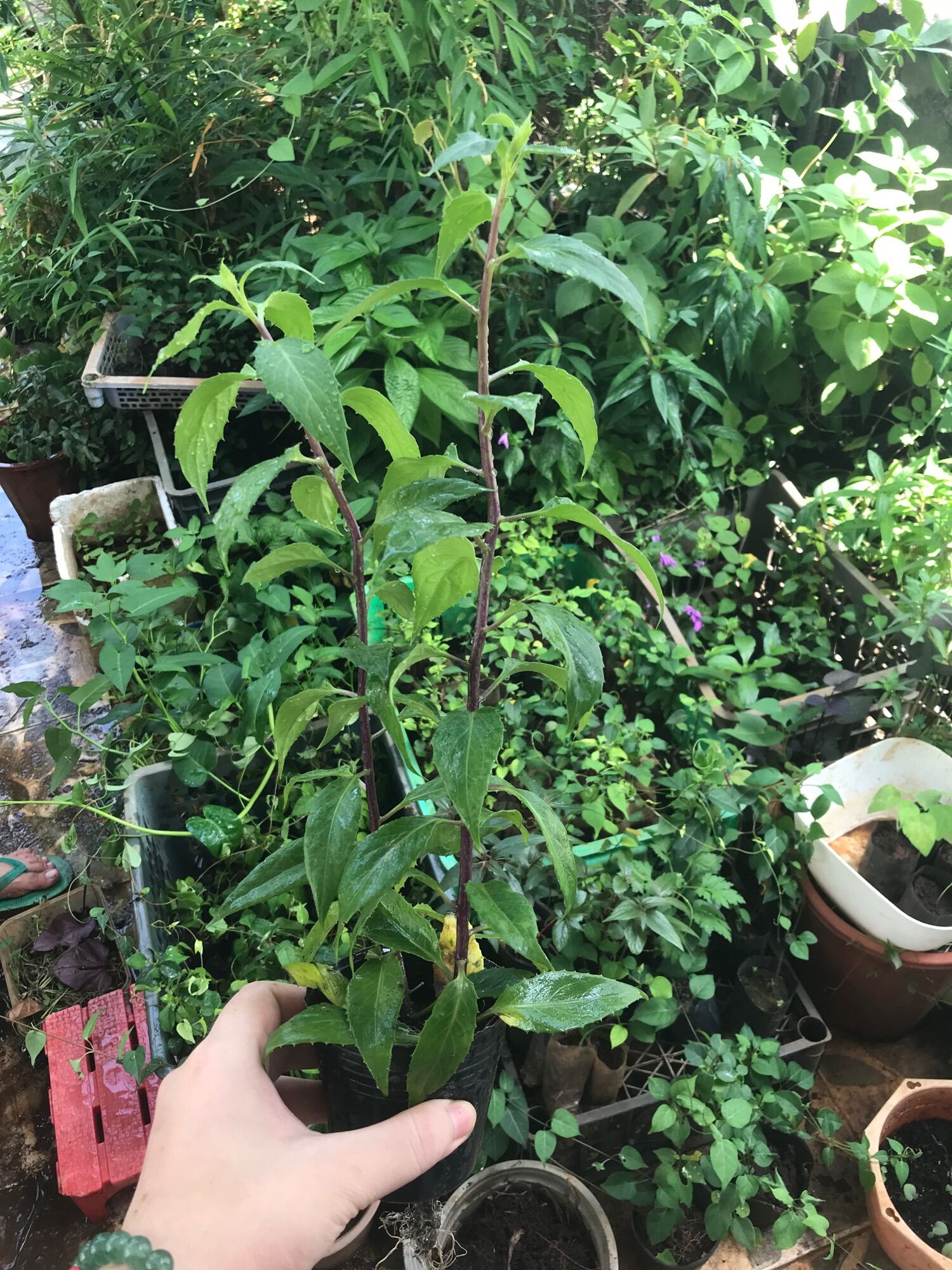 Cây giống rau Lủi ( Rau Rừng)