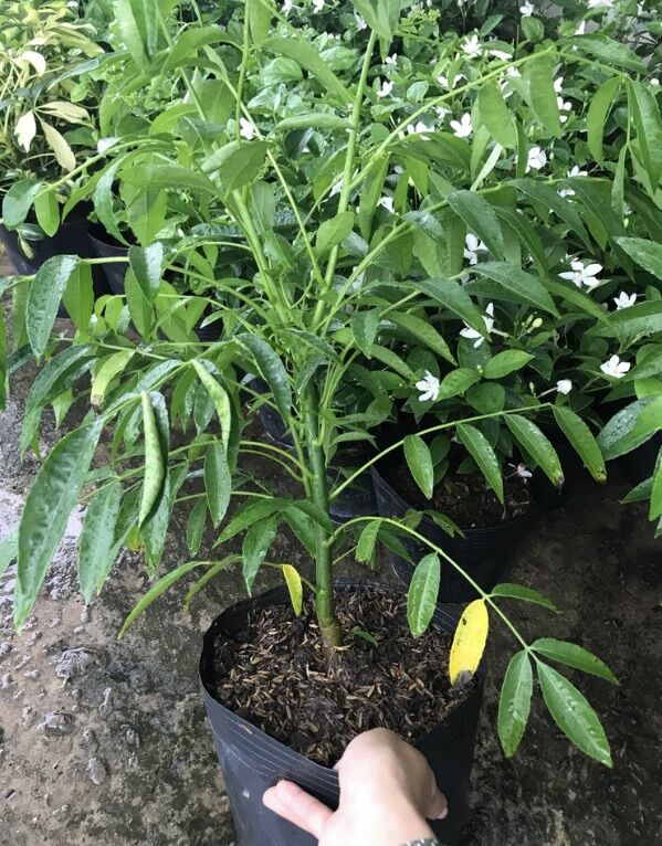 Cây cóc giống Thái