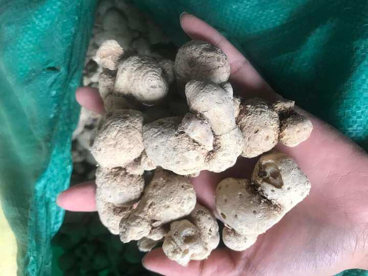 1kg Củ Tam Thất Nam hàng mới.khô.thơm .sạch