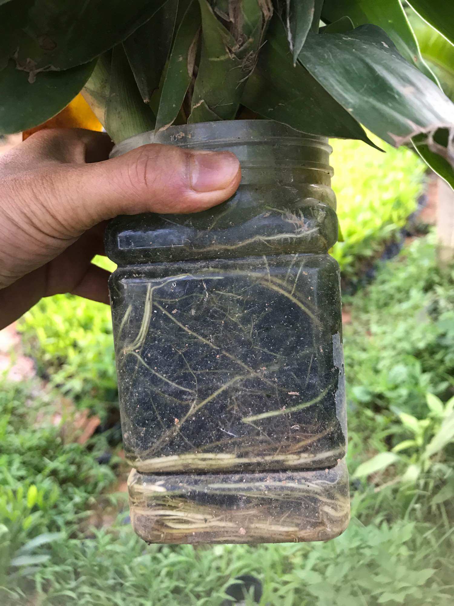 Phân kích rễ cực mạnh