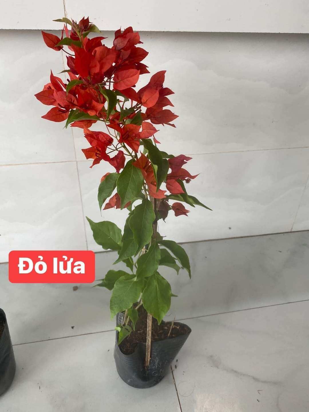 Cây giấy đỏ lửa