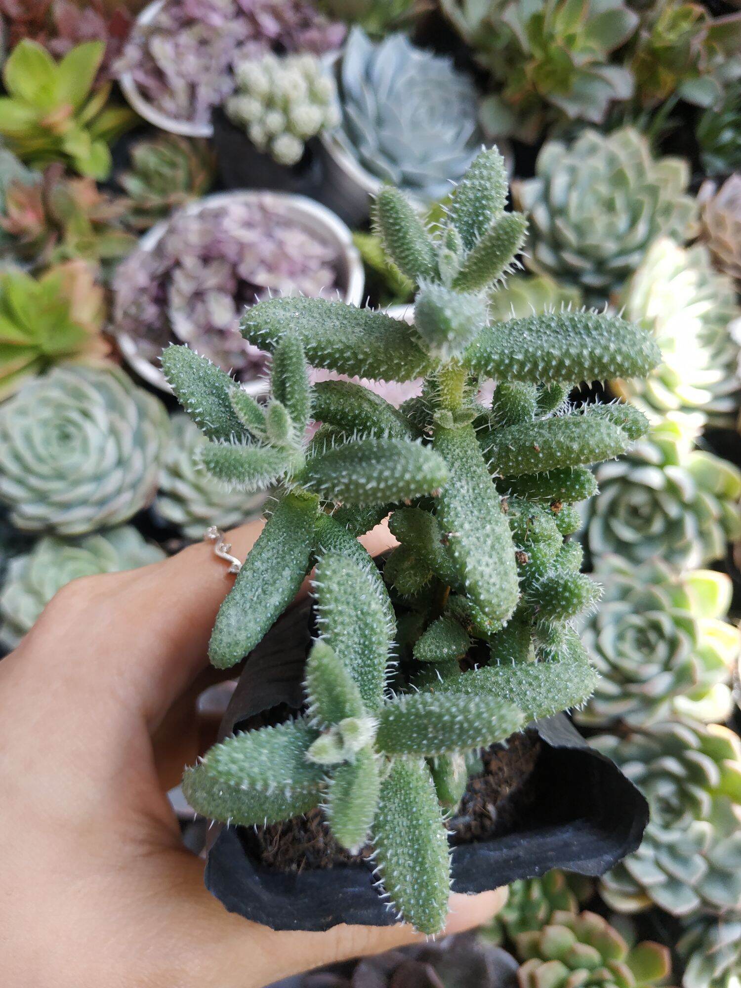 Sen đá sedum mặt nạ
