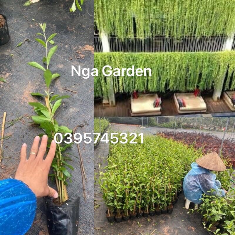 Cây cúc tần Ấn Độ che nắng tự nhiên Ngagarden