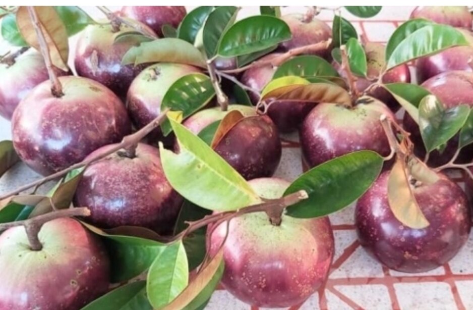 Cây vú sữa mica