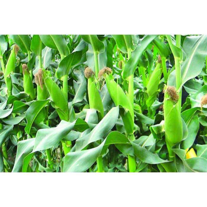 Hạt giống ngô ngọt gói 500gr