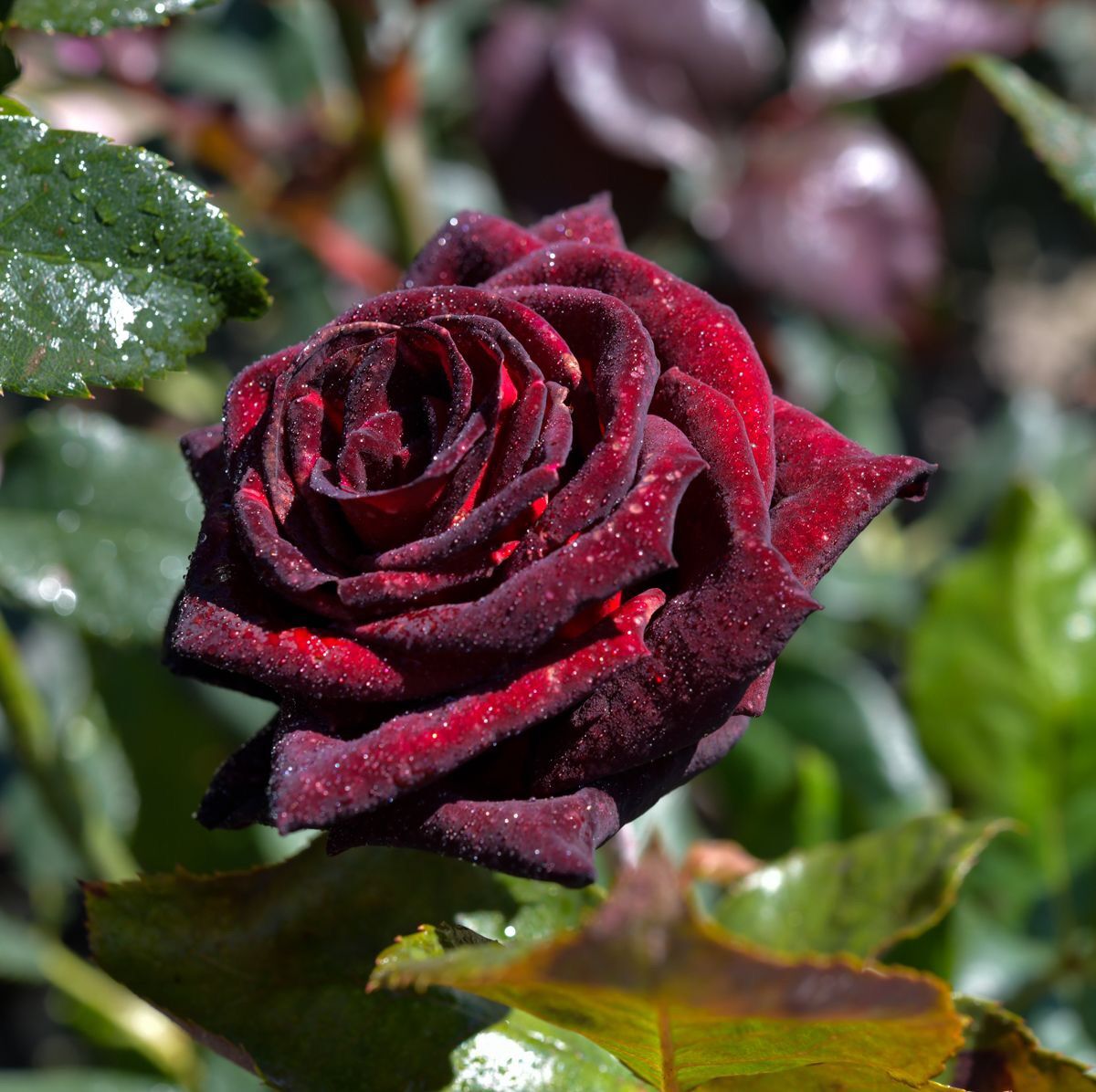 Hoa hồng bụi Abracadabra Rose - phù thuỷ đen