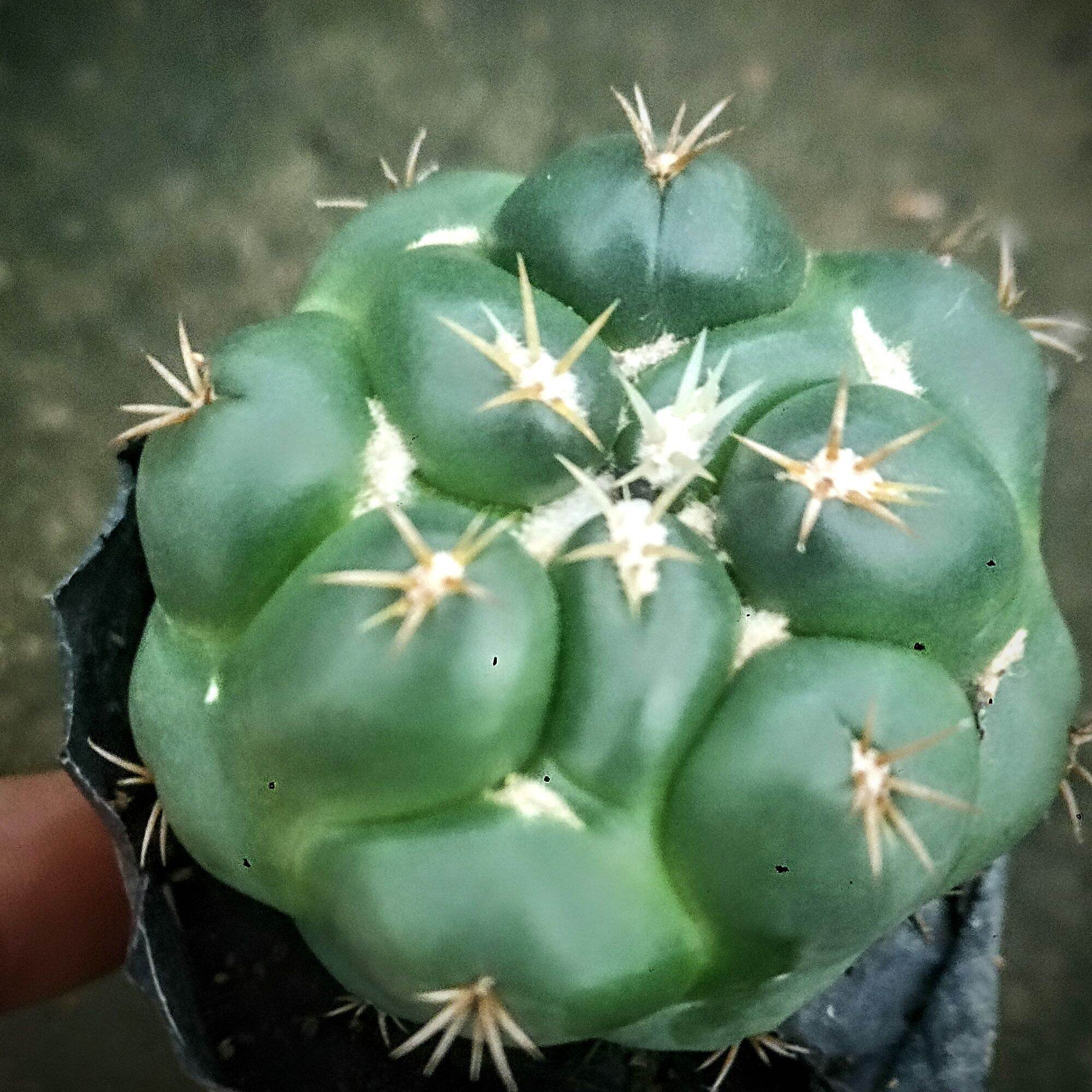 Xương Rồng Cory