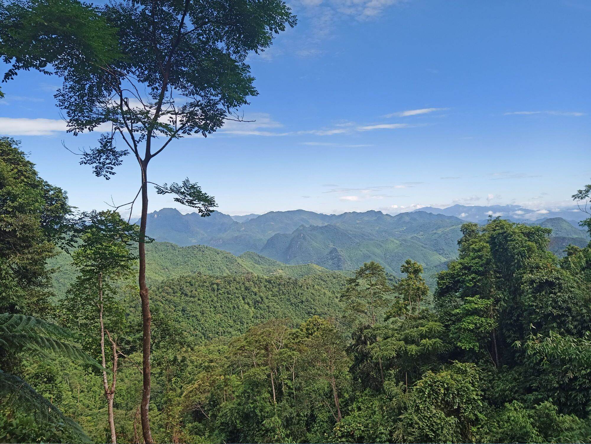 lũa gỗ thơm ngọc am đỏ hà giang