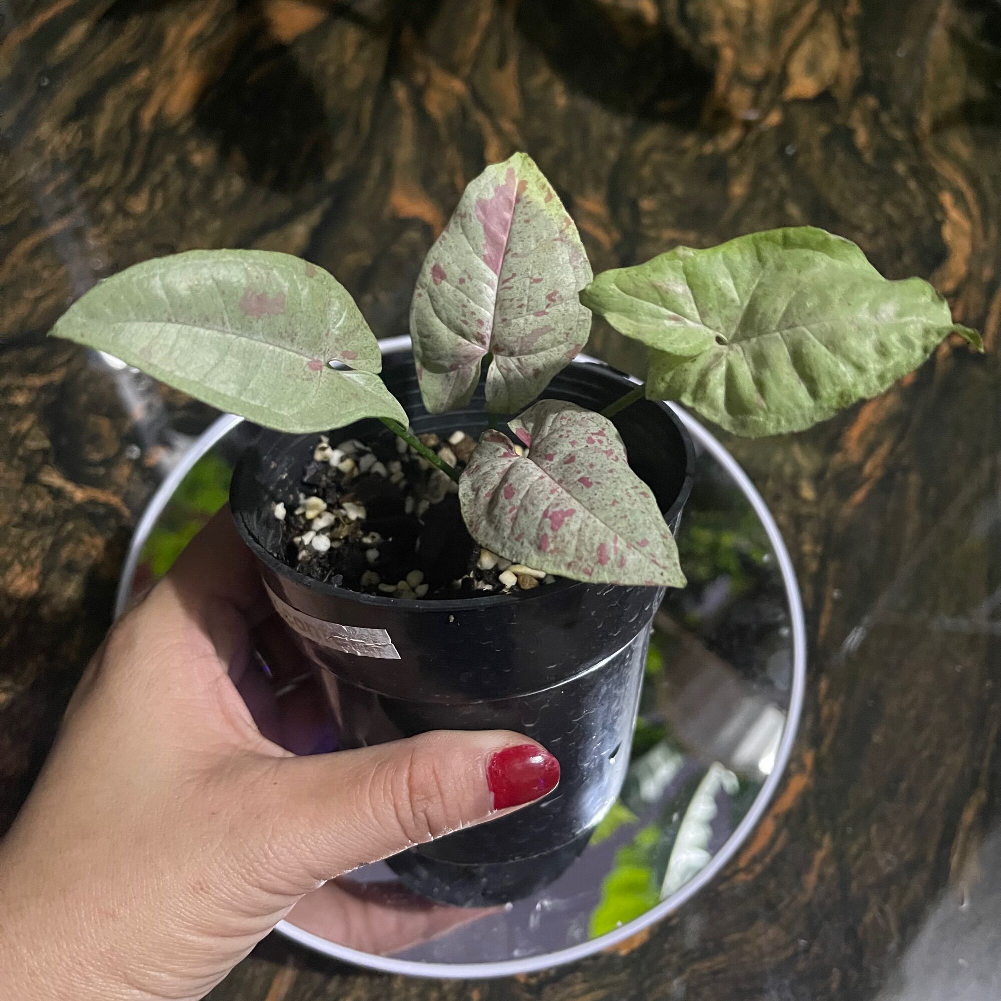 Cây trầu bà Hồng Syngonium Milk Confetti