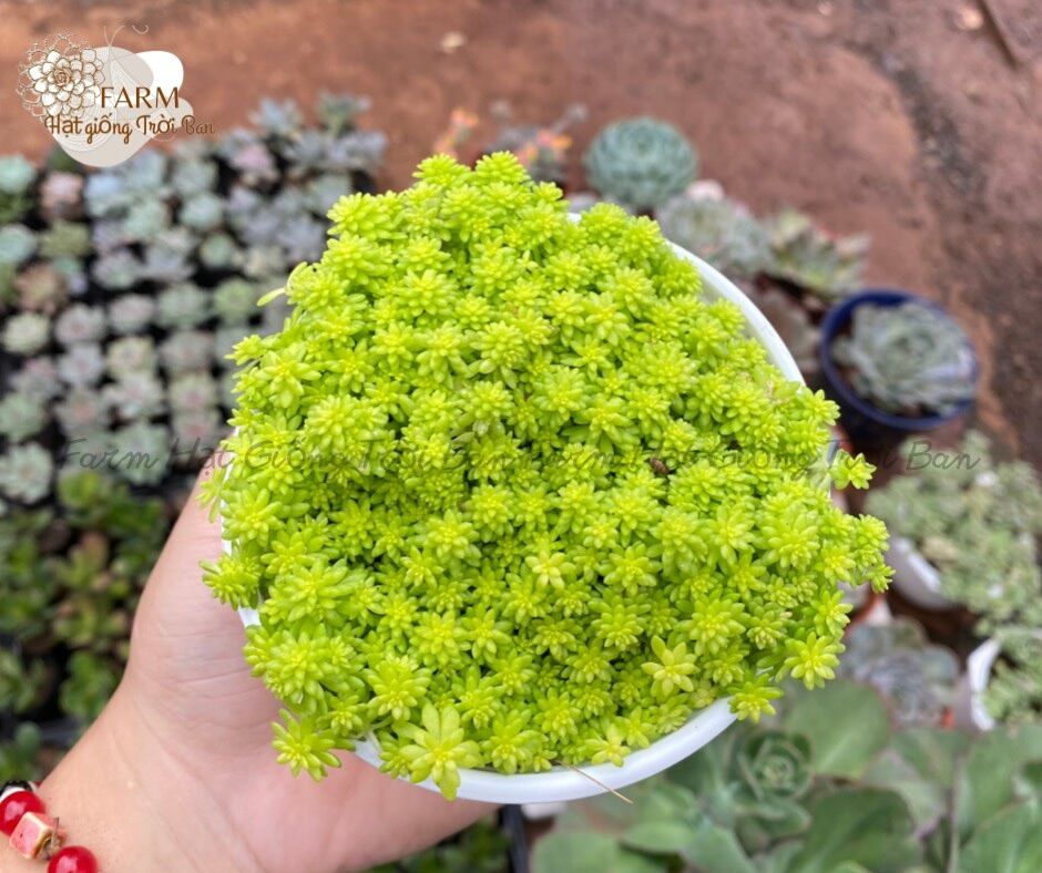 Sen đá random size trung bình “hạt dẻ’’ 9-12cm mua nhiều chọn khác loại