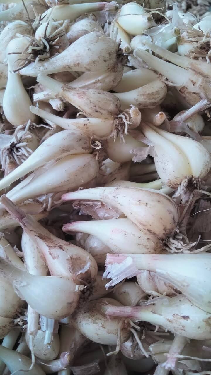 1kg củ kiệu huế tươi . hàng chuẩn