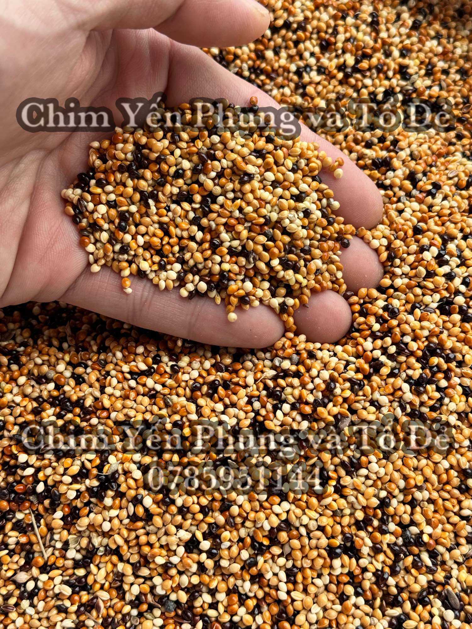 Hạt kê thái (kê ba màu: vàng, đỏ, đen) cho Yến Phụng • Hamster • Sóc....