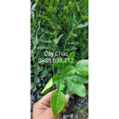 CÂY GIỐNG CHANH THÁI / CHANH CHÚC / CÂY CHÚC