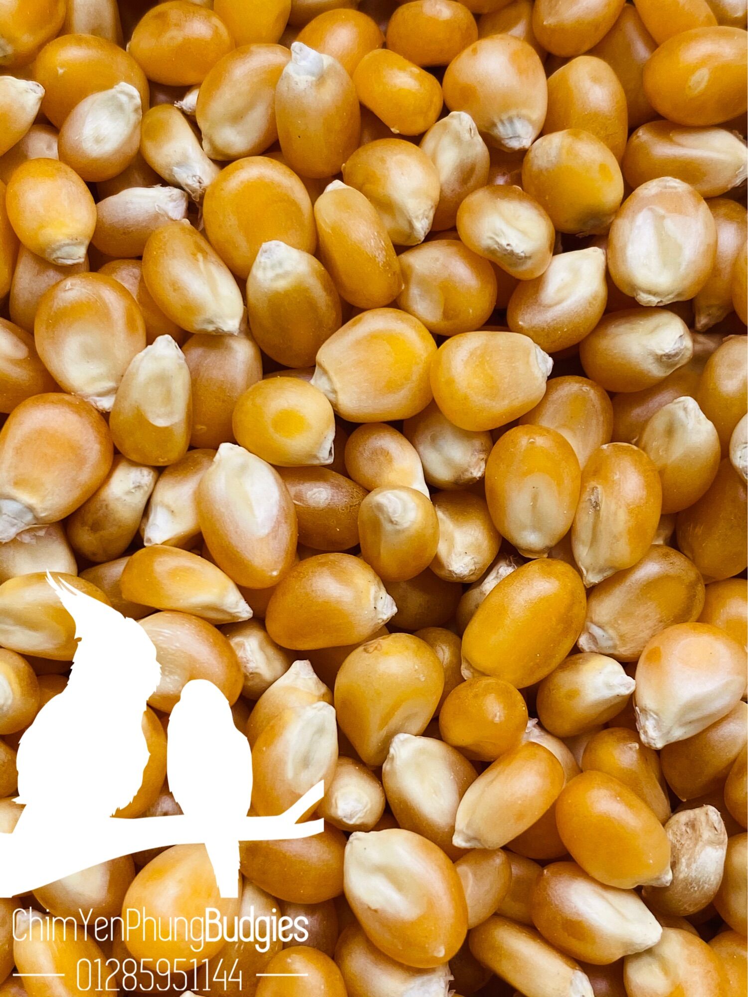 Bắp Nổ Ngô Mỹ 500g – Hạt To, Nở Đều, Nguyên Liệu Làm Bắp Rang Bơ