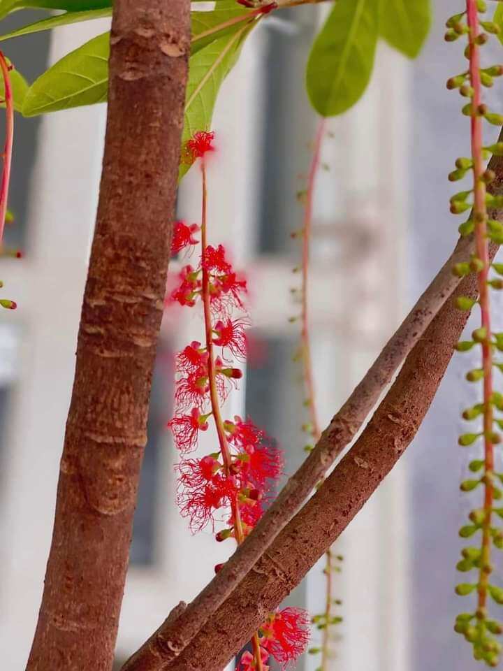 Cây Lộc Vừng đỏ huyết siêu hoa