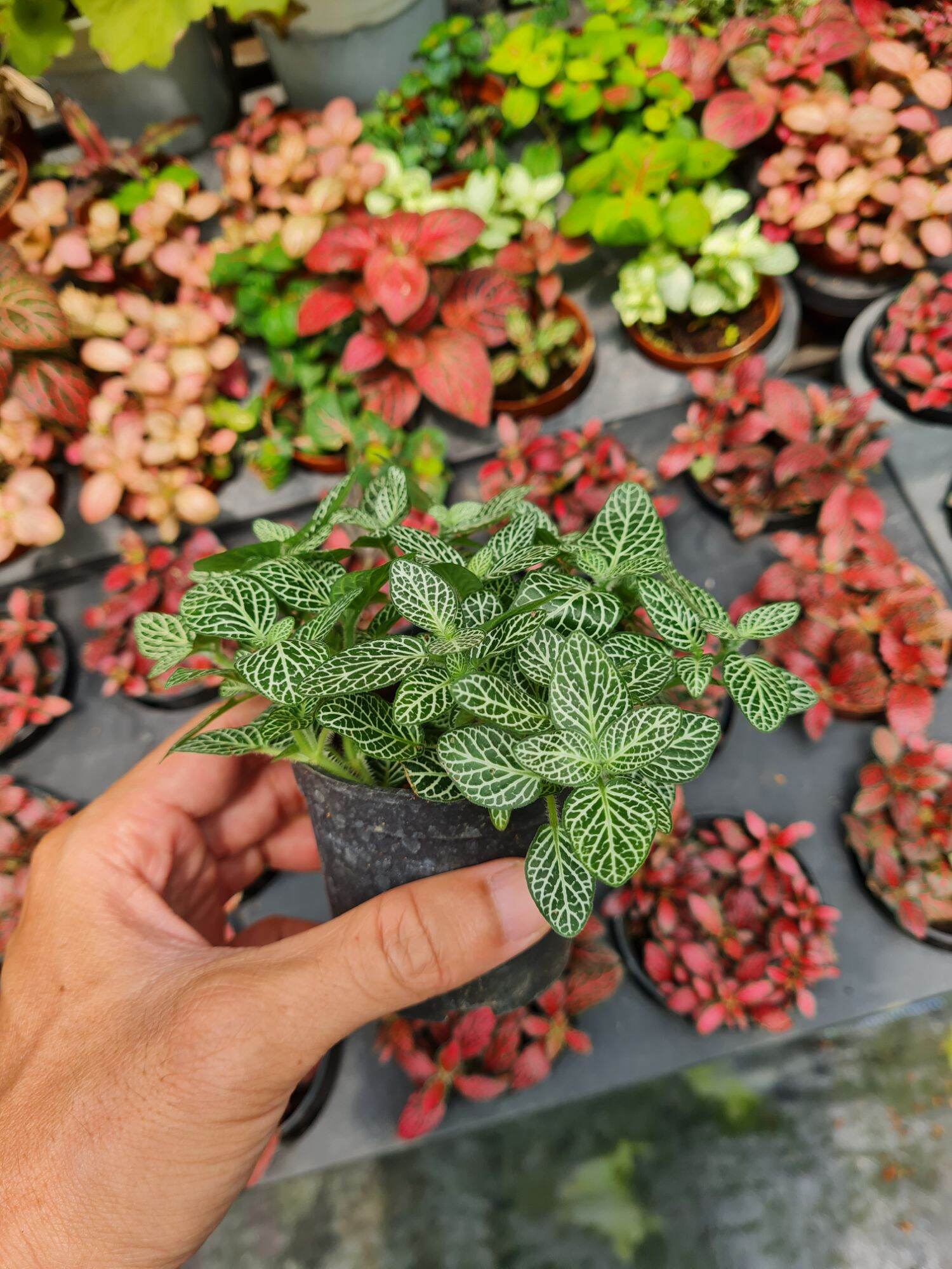 Cây lá may mắn cẩm nhung