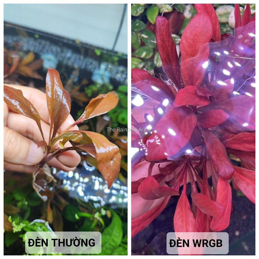 Cây cải đỏ thủy sinh màu đẹp