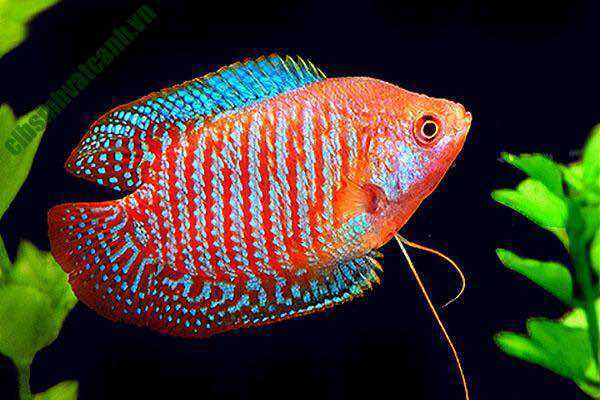 Cá sặc gấm size lớn,màu sắc đẹp nuôi k cần oxy