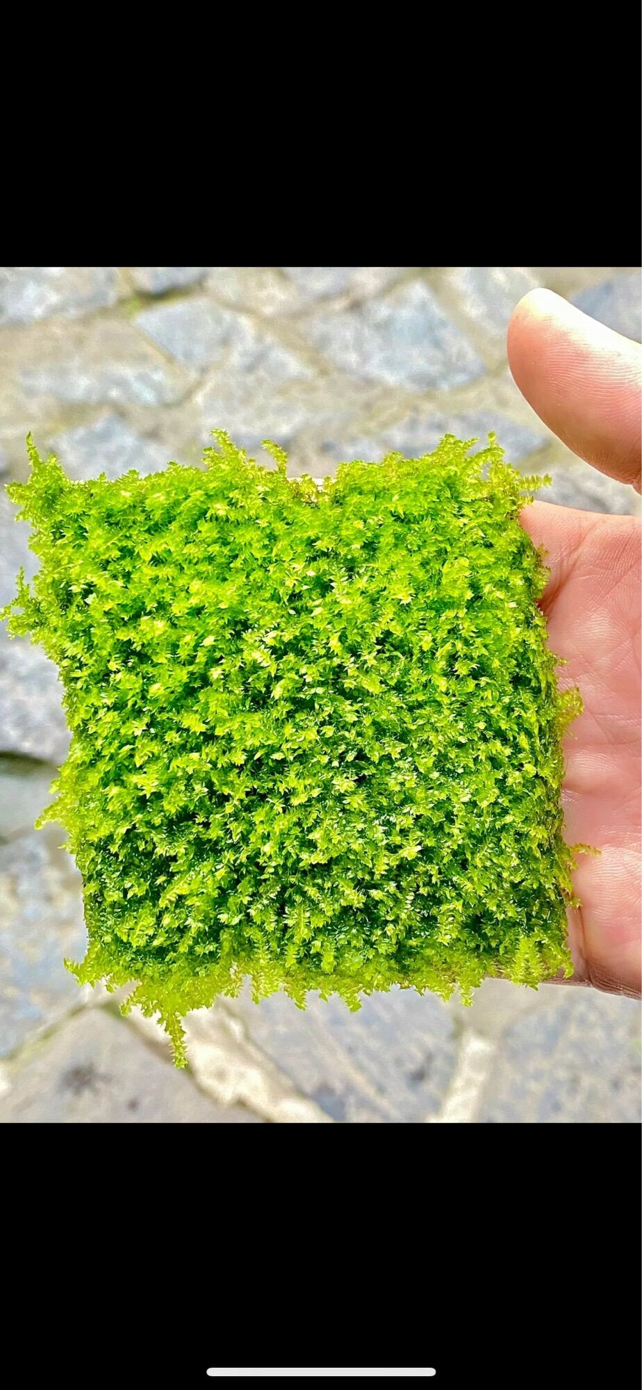 [CÂY RÊU THỦY SINH]1 vỉ Rêu Mini Taiwan dán lũa