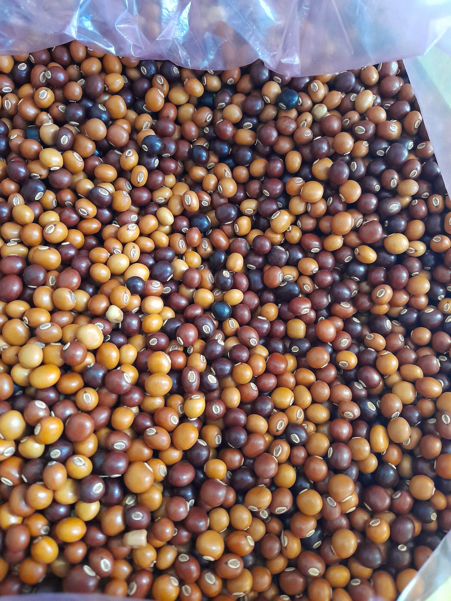 Hạt đậu rồng nữa kg 85 ngàn