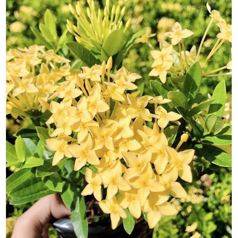 ♡♡♡ Cây giống hoa mẫu đơn thái vàng