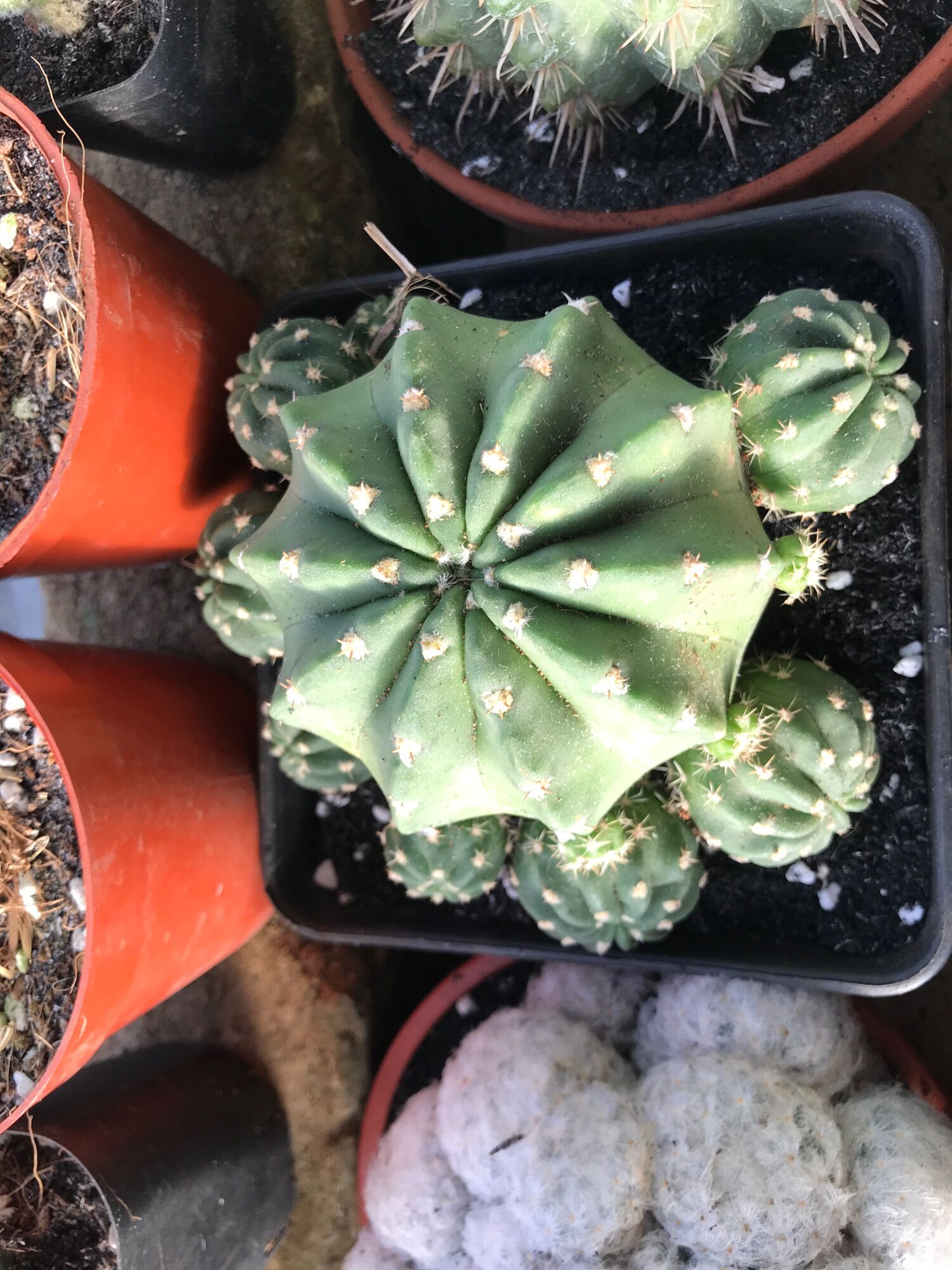 Xương rồng bụi Echino size đại chậu  13cm