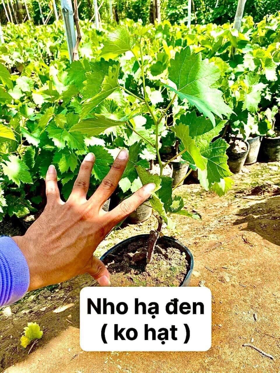 Nho hạ đen không hạt