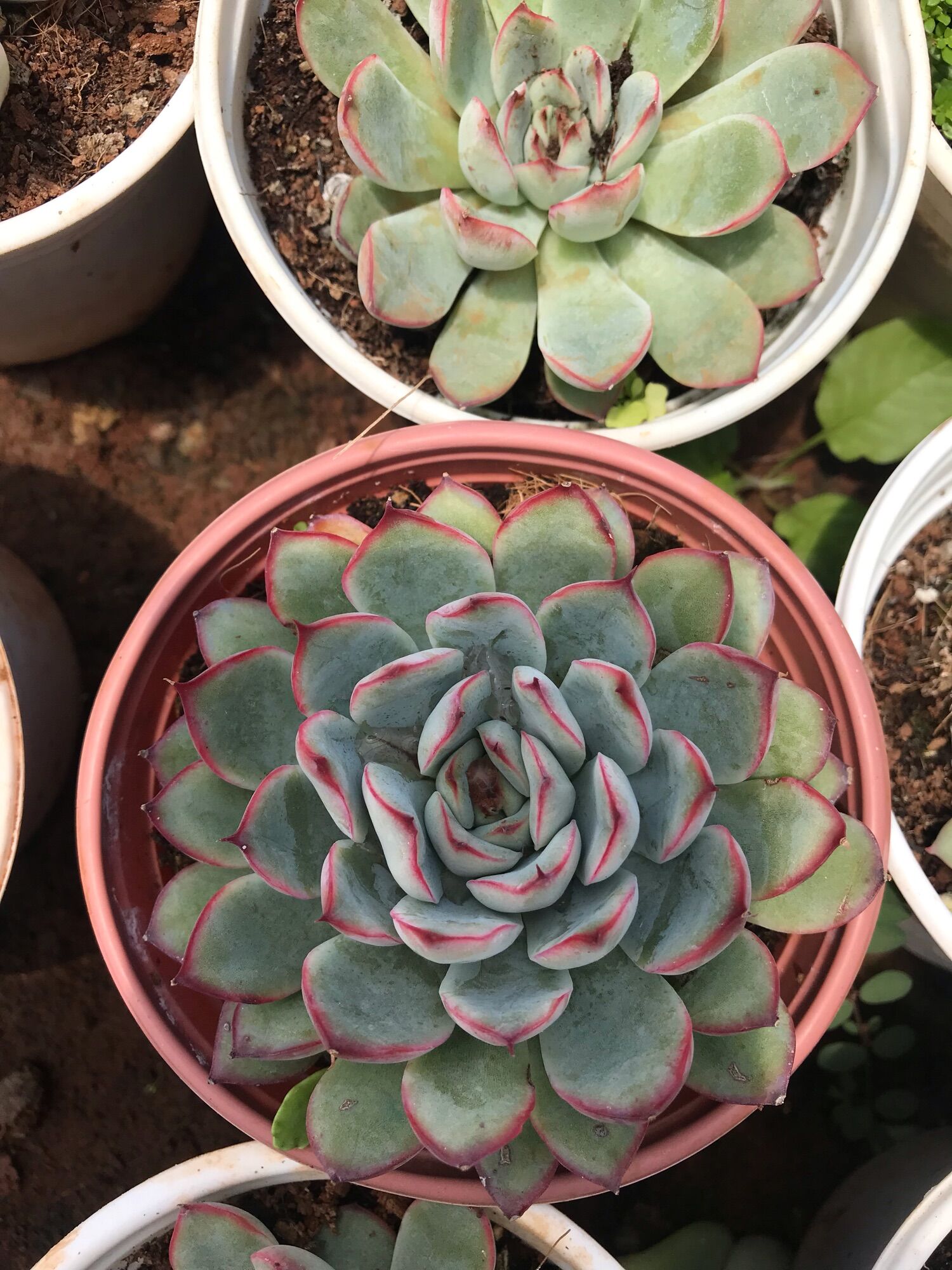 Sen đá viền hồng cute size trung
