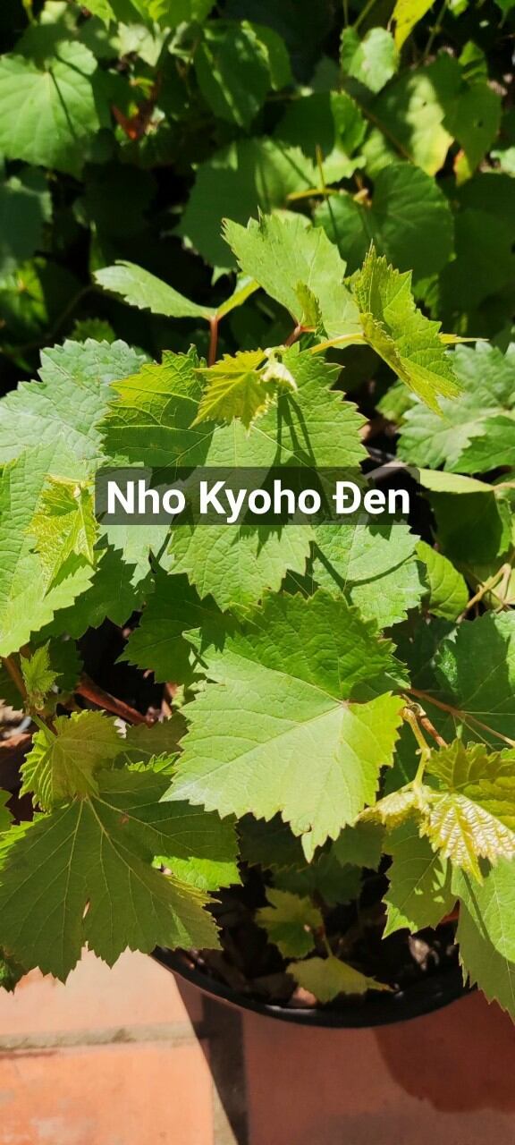 Cây Nho Kyoho Đen