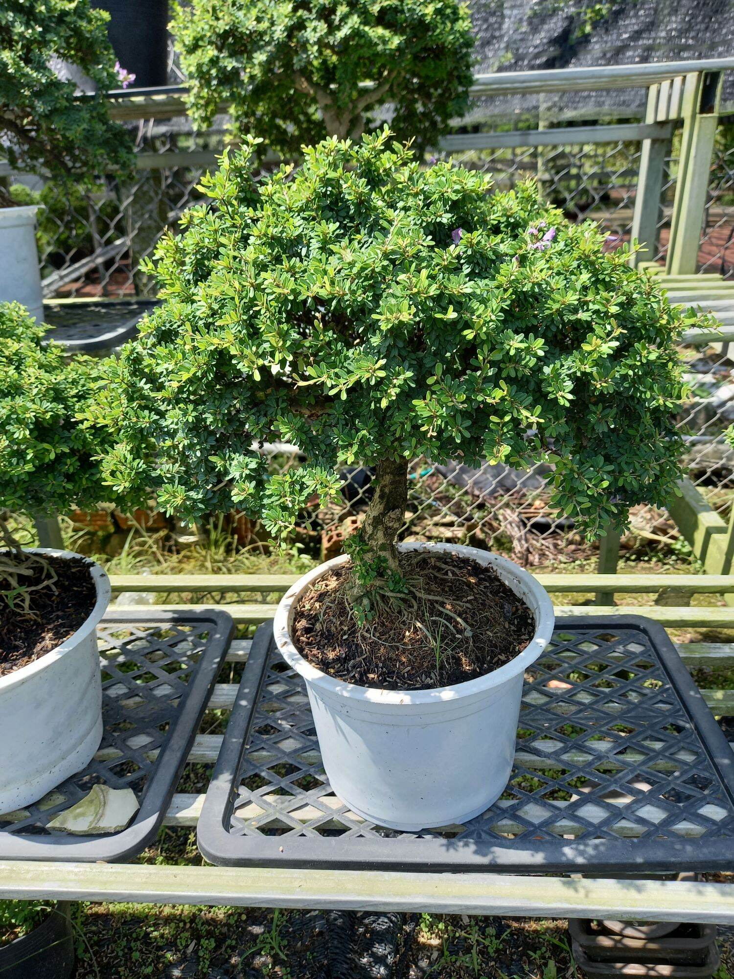 cây linh sam gạo bonsai