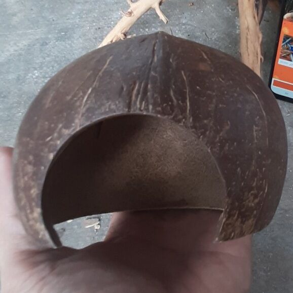 Hang dừa cho bò sát