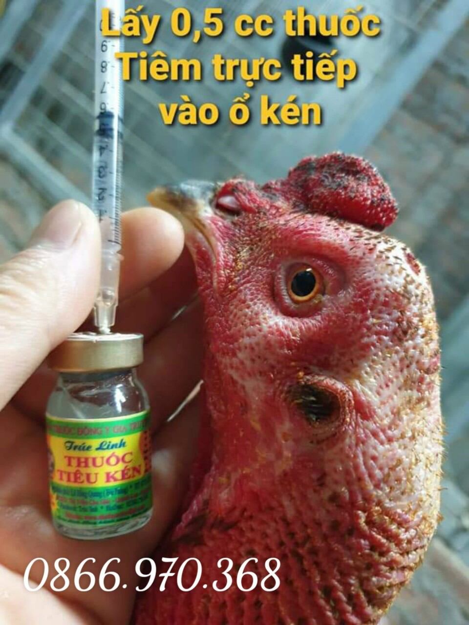 Tiêm Tiêu Kén Trúc Linh