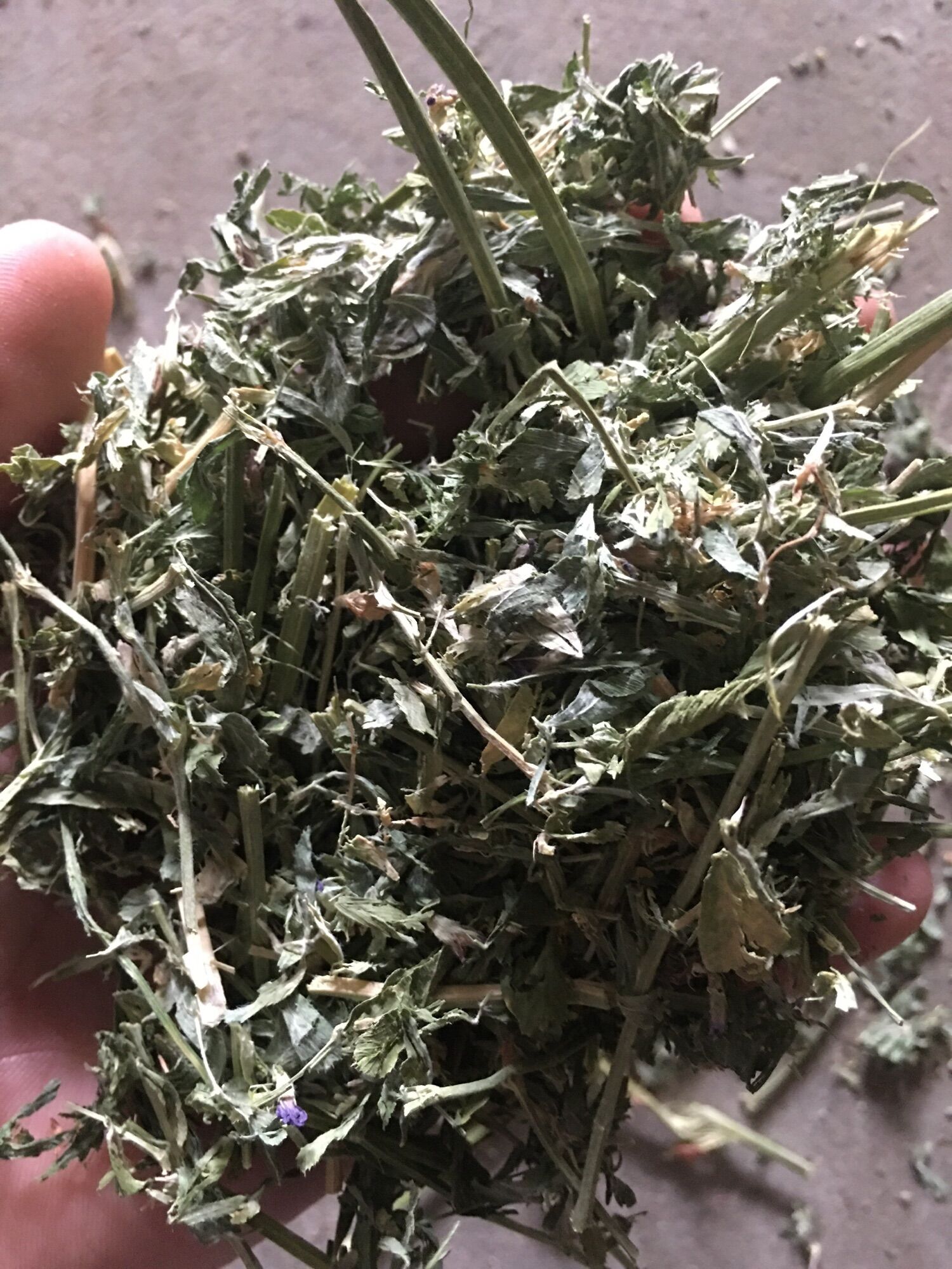 5kg cỏ alfalfa nhiều lá ( dài chưa cắt khúc )