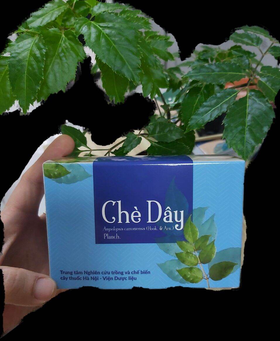 Trà túi lọc chè dây