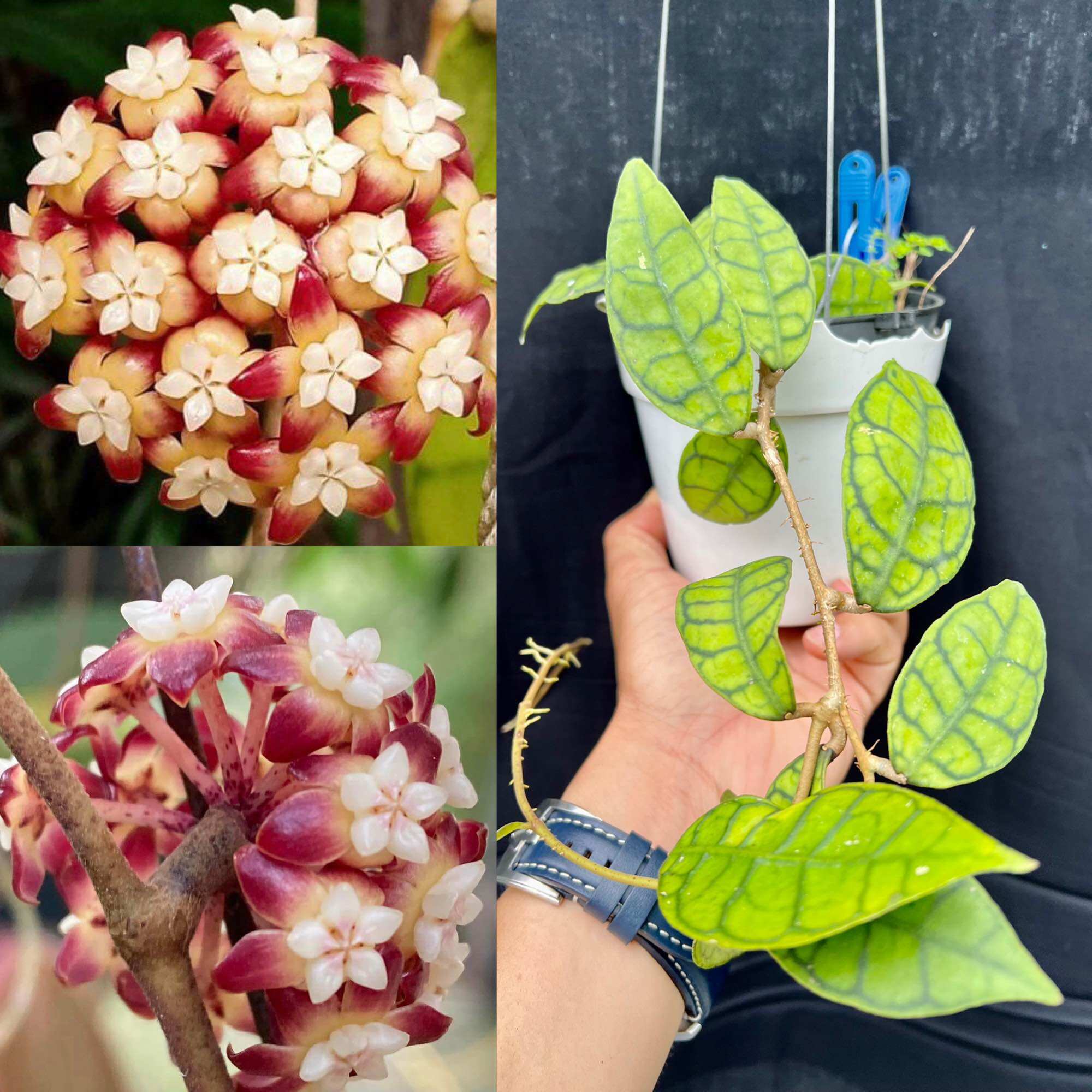Hoa Cẩm cù hoya Callystophylla nhiều kích thước, lá và hoa rất đẹp, phát triển nhanh