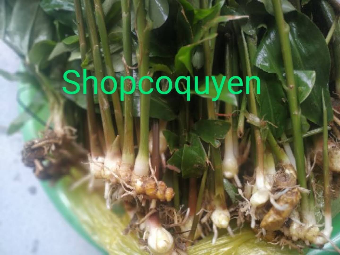 củ gừng gió tươi làm thuốc hoặc làm giống