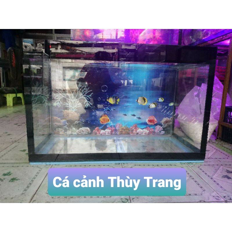 Hồ cá, bể cá kích thước 60×30×40 drc