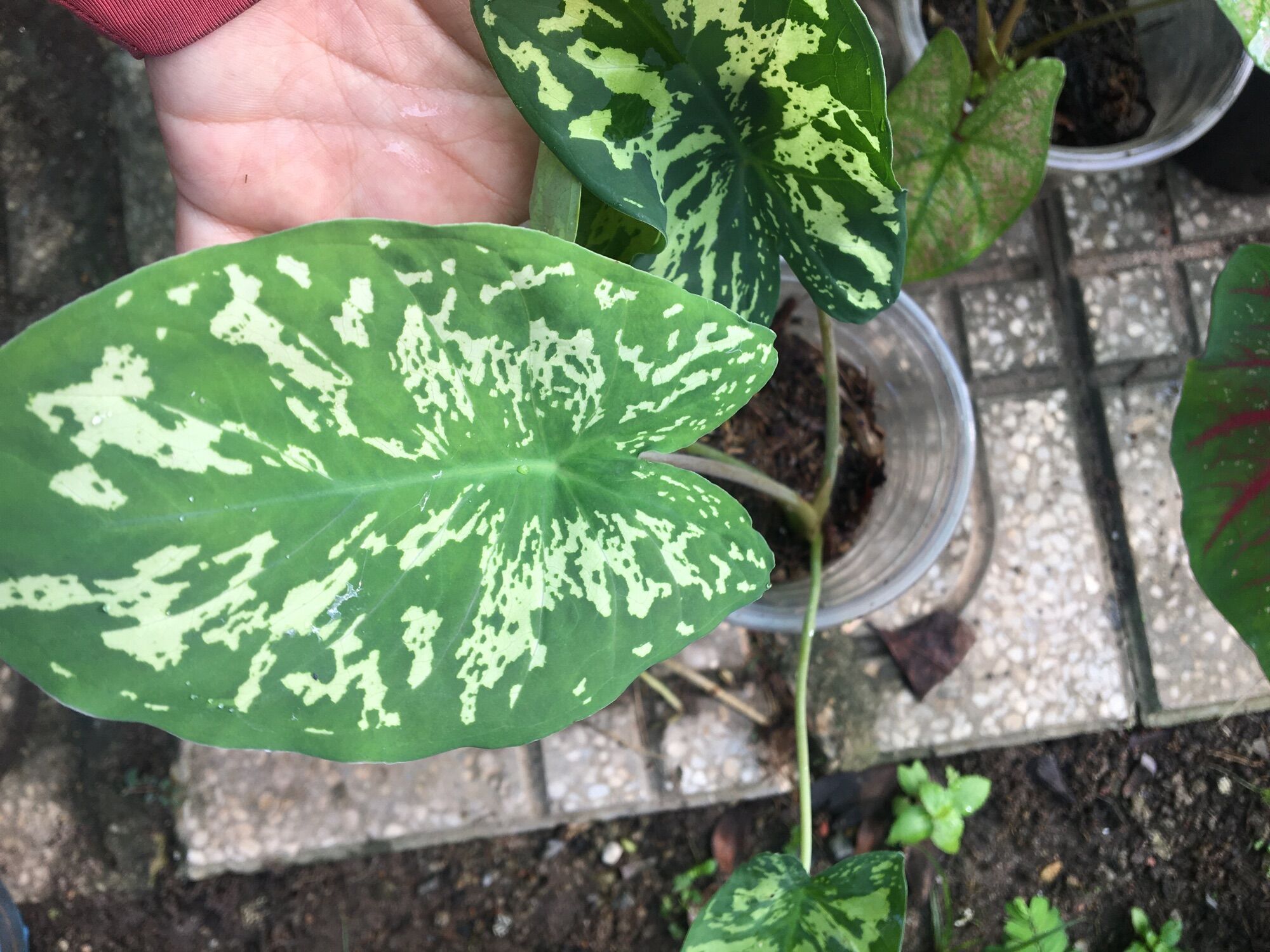 Cây giống caladium môn kiểng ngoại