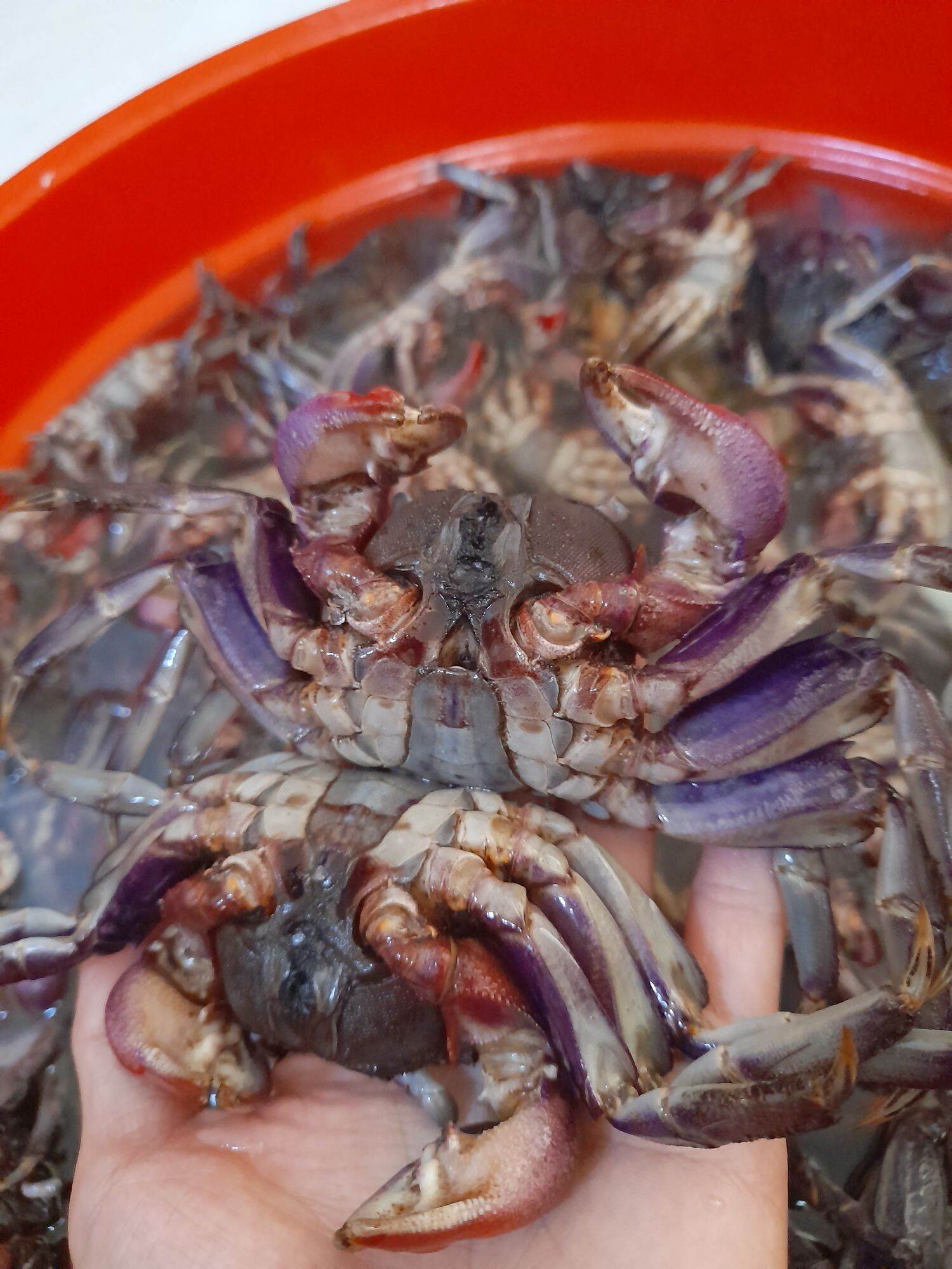 Ba khía muối