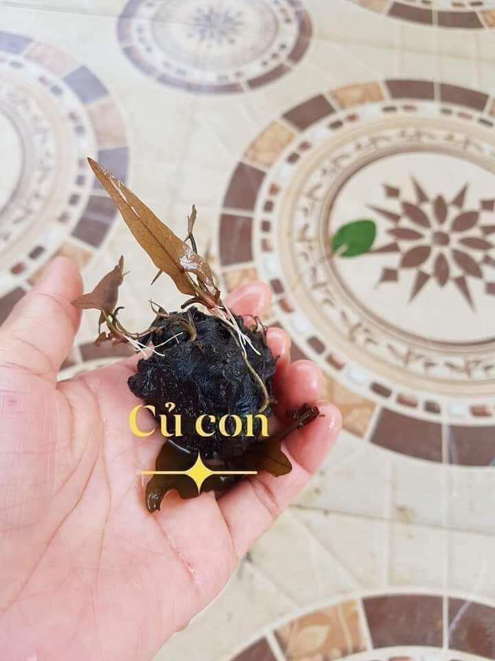 3 củ hoa súng nhiều mầm cây