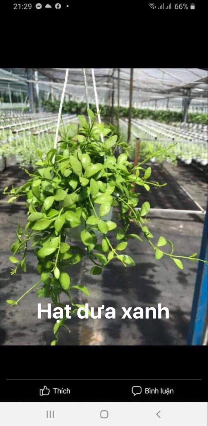 Hạt dưa xanh