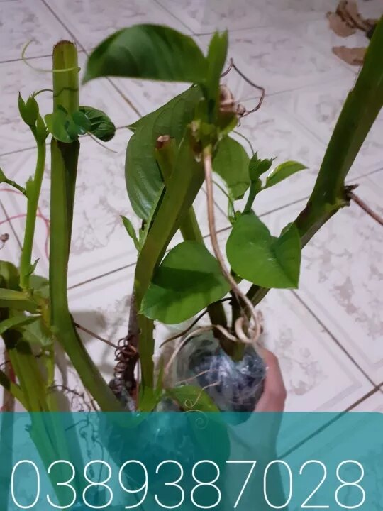 cây dưa tây giống