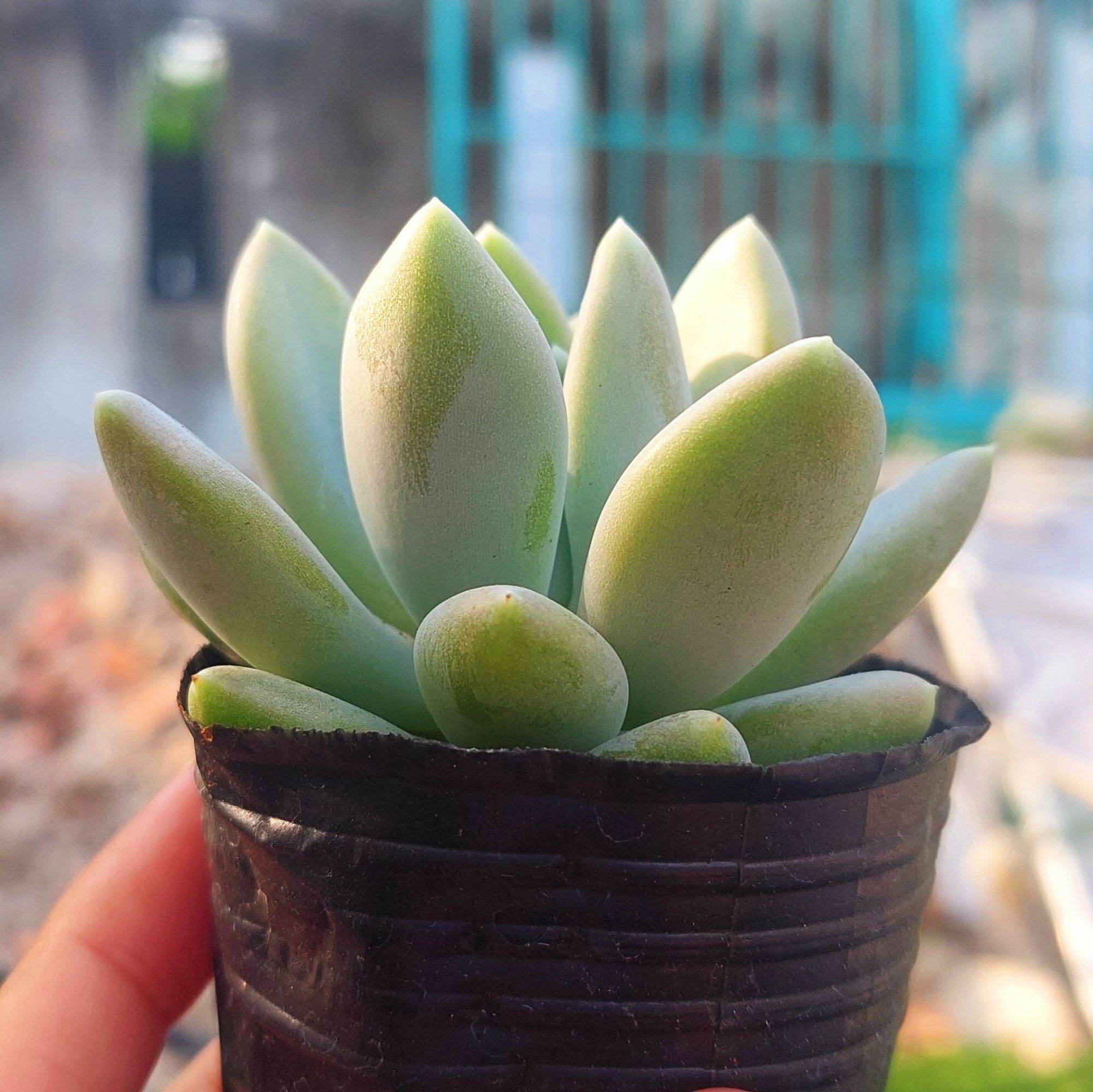 Sen đá sỏi xanh size bầu