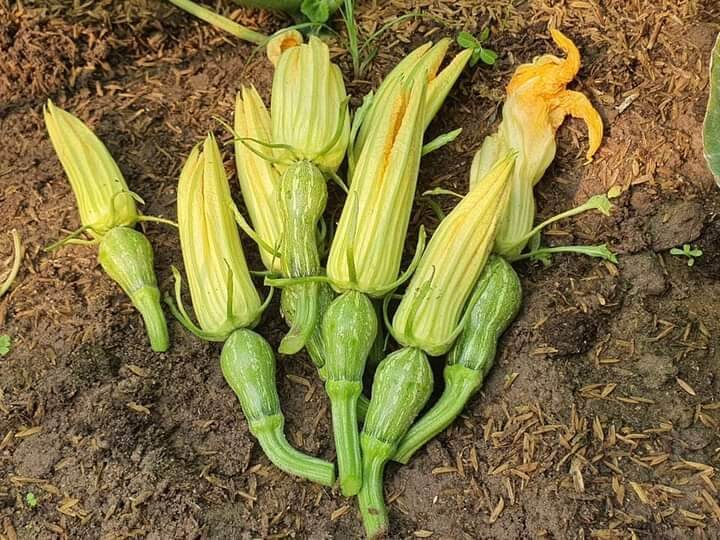 Hạt giống bí siêu nụ