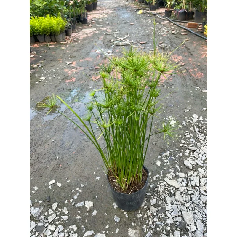 cây thủy trúc thái
