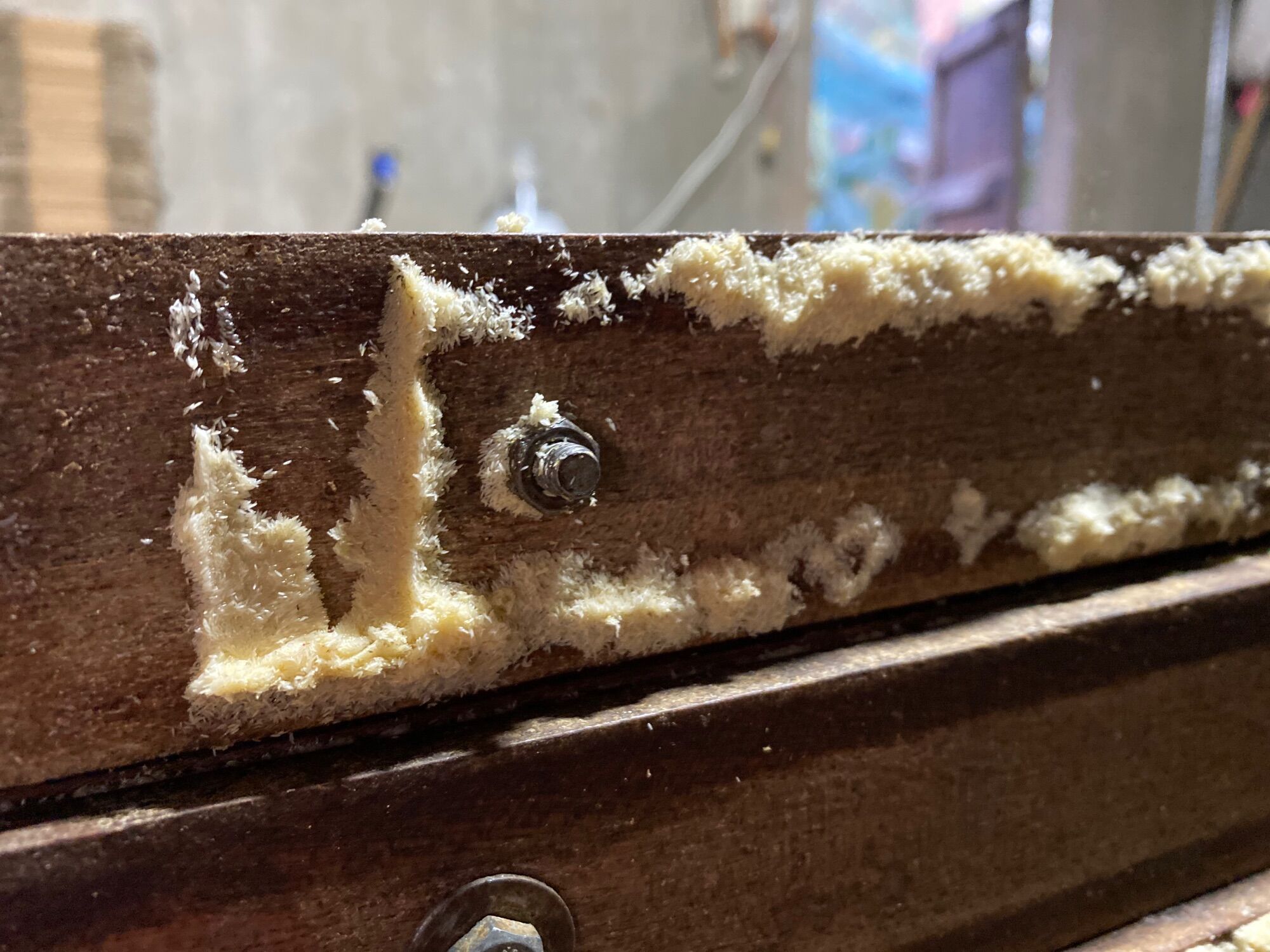 10g Trứng Ruồi Lính Đen