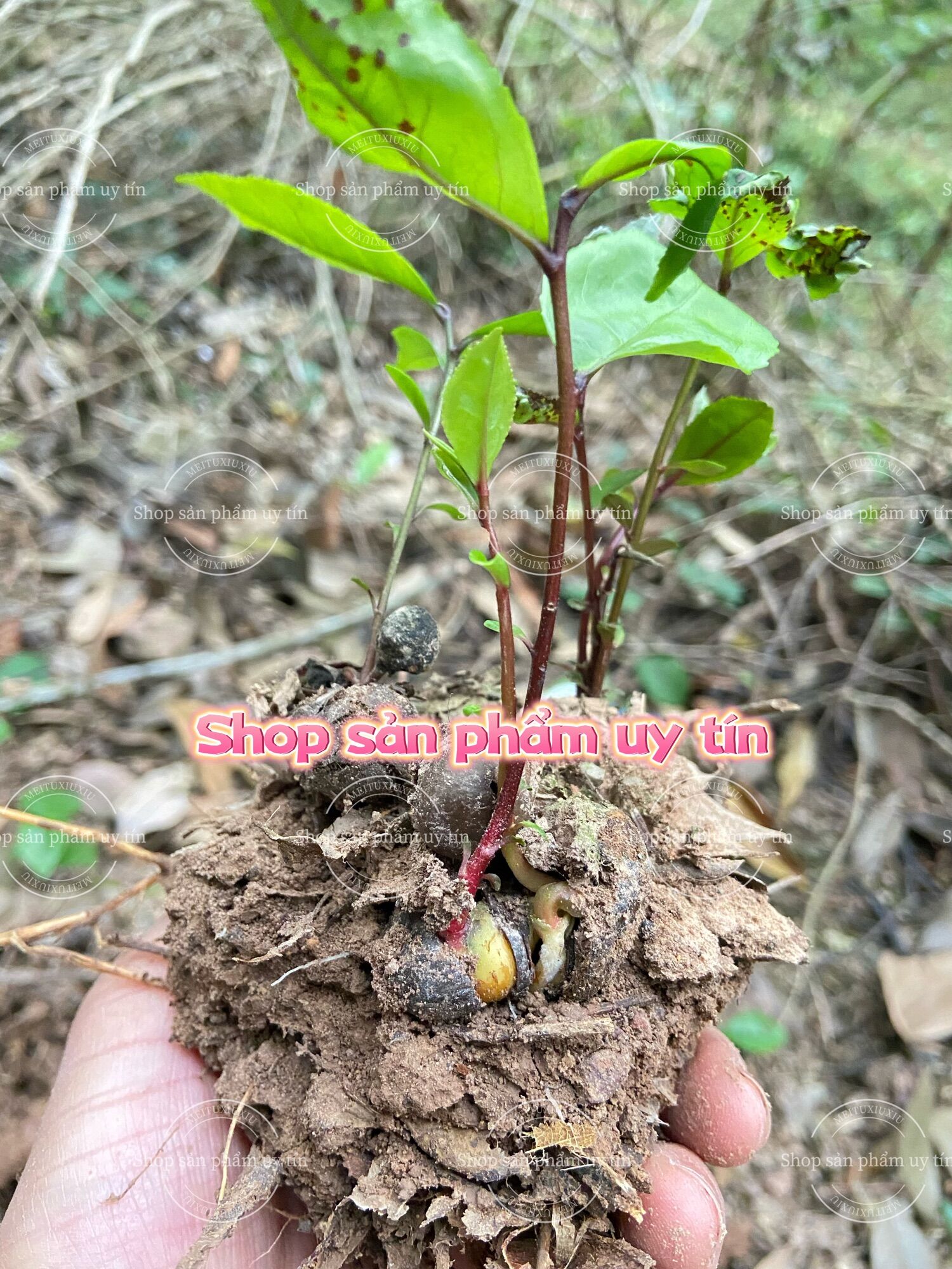 Hạt giống chè xanh (15 hạt )