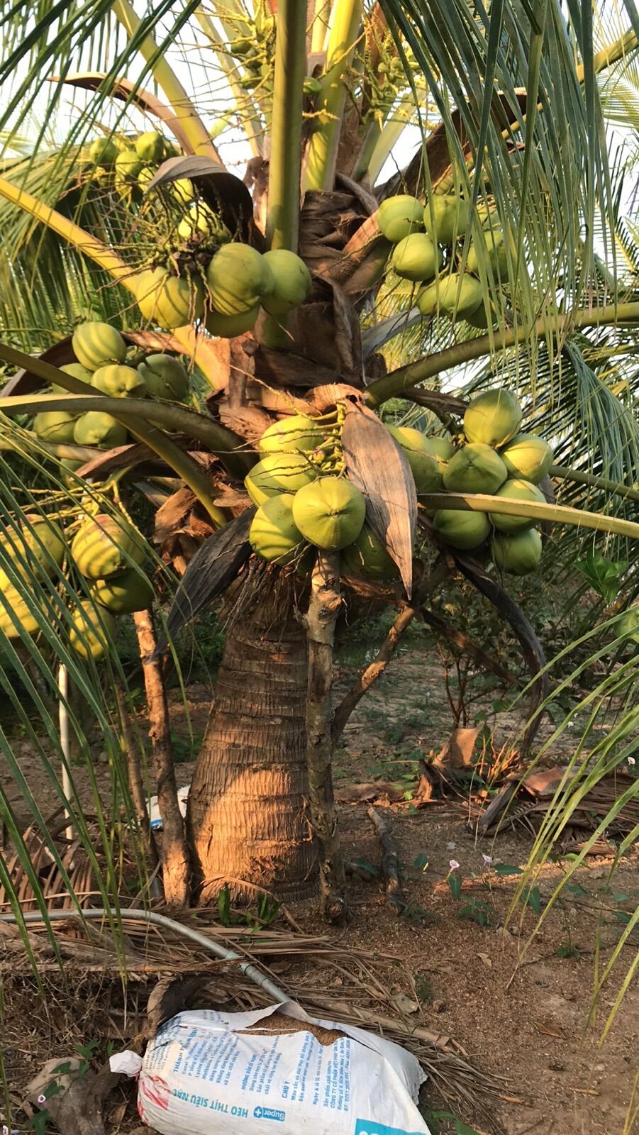 Dừa Sáp Trà Vinh ( Loại 2 )