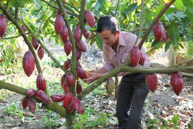 Cây giống ca cao ghép 18 tháng cho trái